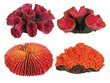 Kolorowy koralowiec - ozdoba do akwarium piękna kolorystyka