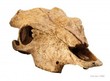Dekoracja do terrarium bawola czaszka