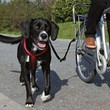 Zestaw do prowadzenia psa podczas jazdy rowerem