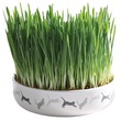 Nasiona trawy w eleganckiej doniczce dla kota