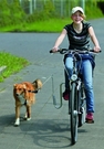 Springer / bike doggy runner- uchwyt do roweru- bezpieczny
