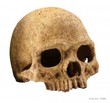 Dekoracja do terrarium ludzka czaszka