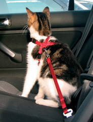 Trixie Pasy bezpieczeństwa dla kotów