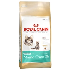 Royal Canin Maine Coon Kitten karma dla kociąt